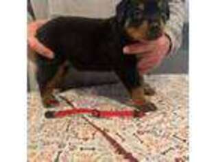 Rottweiler Puppy for sale in Holly Ridge, NC, USA