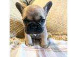French Bulldog Puppy for sale in Prior Lake, MN, USA
