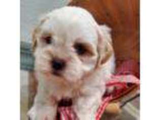 Mal-Shi Puppy for sale in Ozone Park, NY, USA
