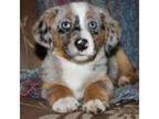 Pembroke Welsh Corgi Puppy for sale in Harper, TX, USA