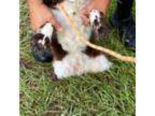 Cocker Spaniel Puppy for sale in Apopka, FL, USA