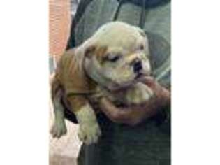 Bulldog Puppy for sale in Gurnee, IL, USA