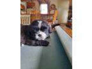 Mutt Puppy for sale in Mooresville, IN, USA