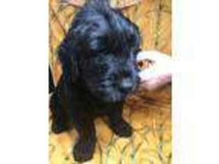 Black Russian Terrier Puppy for sale in Orlando, FL, USA