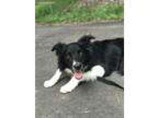 Border Collie Puppy for sale in Durham, NC, USA