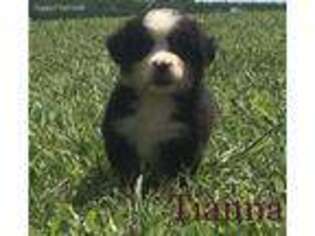 Bernese Mountain Dog Puppy for sale in Morrison, TN, USA