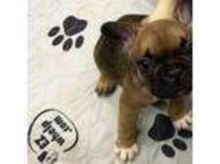French Bulldog Puppy for sale in Timpson, TX, USA