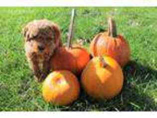 Cavapoo Puppy for sale in Dubuque, IA, USA