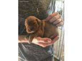 Golden Retriever Puppy for sale in Midway, TX, USA