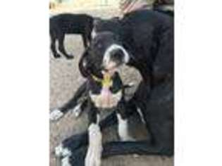 Great Dane Puppy for sale in Rock Valley, IA, USA