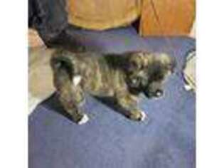 Akita Puppy for sale in Nederland, CO, USA