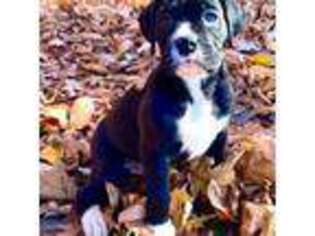 Boxer Puppy for sale in Northampton, MA, USA