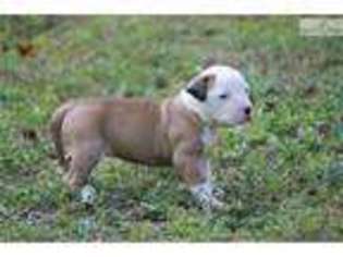 American Bulldog Puppy for sale in Daytona Beach, FL, USA