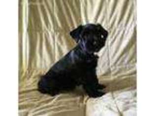 Mutt Puppy for sale in Amsterdam, MO, USA