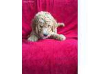 Goldendoodle Puppy for sale in Mount Gilead, OH, USA