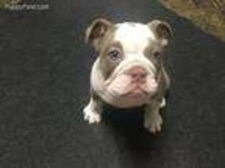 Bulldog Puppy for sale in Jerseyville, IL, USA
