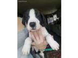 Great Dane Puppy for sale in Sayre, PA, USA