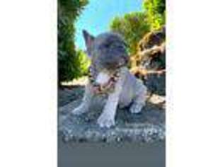 French Bulldog Puppy for sale in Clackamas, OR, USA