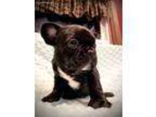French Bulldog Puppy for sale in Urbana, OH, USA