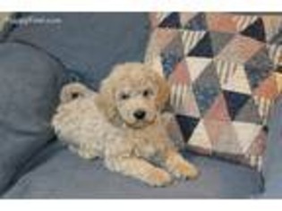 Labradoodle Puppy for sale in Patterson, MO, USA