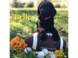 Labradoodle Puppy for sale in Fultonville, NY, USA