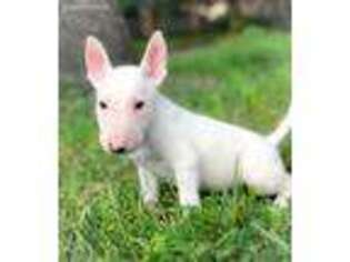 Bull Terrier Puppy for sale in Zebulon, NC, USA