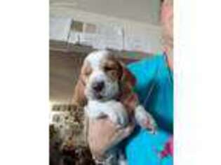 Basset Hound Puppy for sale in San Diego, CA, USA