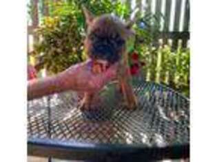French Bulldog Puppy for sale in Pleasanton, KS, USA