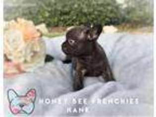 French Bulldog Puppy for sale in Anna, TX, USA