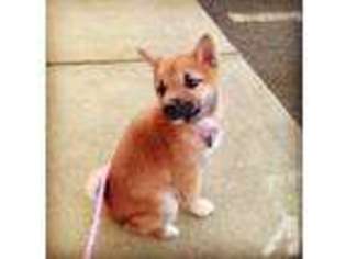 Shiba Inu Puppy for sale in WINTER PARK, FL, USA