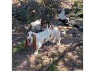 Basset Hound Puppy for sale in Show Low, AZ, USA