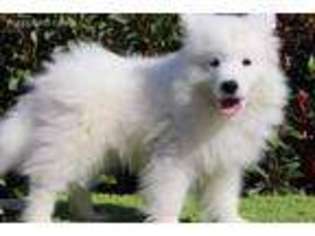 Samoyed Puppy for sale in Stockton, CA, USA