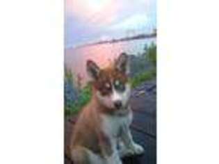 Siberian Husky Puppy for sale in Fort Dodge, IA, USA