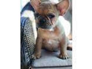 French Bulldog Puppy for sale in Morgantown, PA, USA