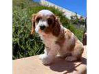 Cavalier King Charles Spaniel Puppy for sale in Riverside, CA, USA