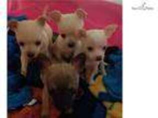 Chihuahua Puppy for sale in Frederick, MD, USA