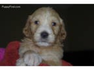 Goldendoodle Puppy for sale in Union, MO, USA