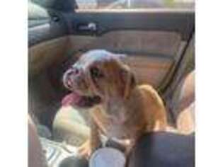 Bulldog Puppy for sale in Greenville, TX, USA