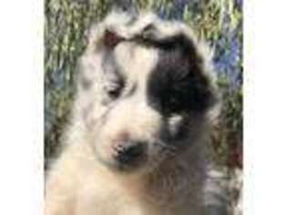 Shetland Sheepdog Puppy for sale in Menifee, CA, USA