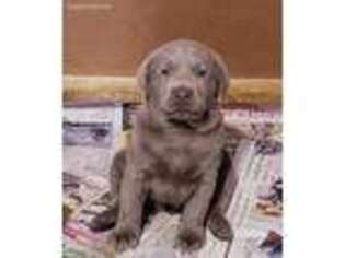 Labrador Retriever Puppy for sale in Claremont, NH, USA