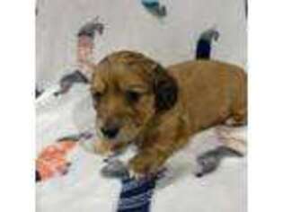 Dachshund Puppy for sale in Yelm, WA, USA