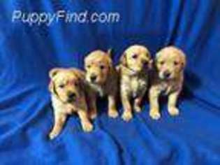 Golden Retriever Puppy for sale in Sioux Center, IA, USA