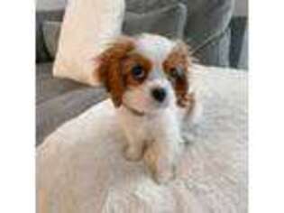 Cavalier King Charles Spaniel Puppy for sale in Macomb, MI, USA
