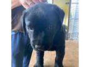 Labrador Retriever Puppy for sale in Grants Pass, OR, USA