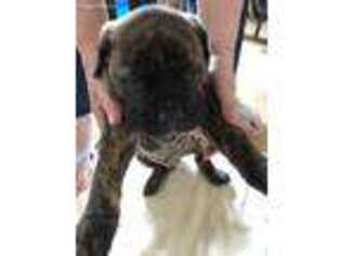 Bullmastiff Puppy for sale in Rochester, IN, USA