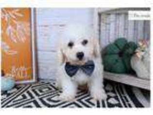 Bichon Frise Puppy for sale in Springfield, MO, USA