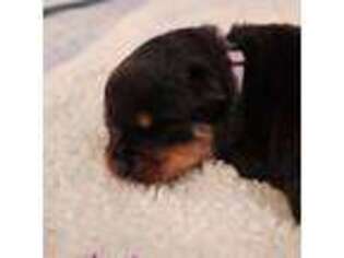 Rottweiler Puppy for sale in Grabill, IN, USA