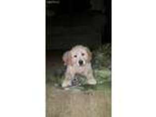 Golden Retriever Puppy for sale in Creston, OH, USA