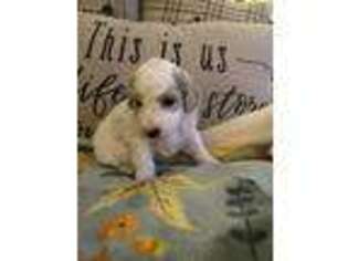 Labradoodle Puppy for sale in Beverly Hills, FL, USA