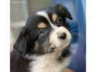 Miniature Australian Shepherd Puppy for sale in Greenacres, WA, USA